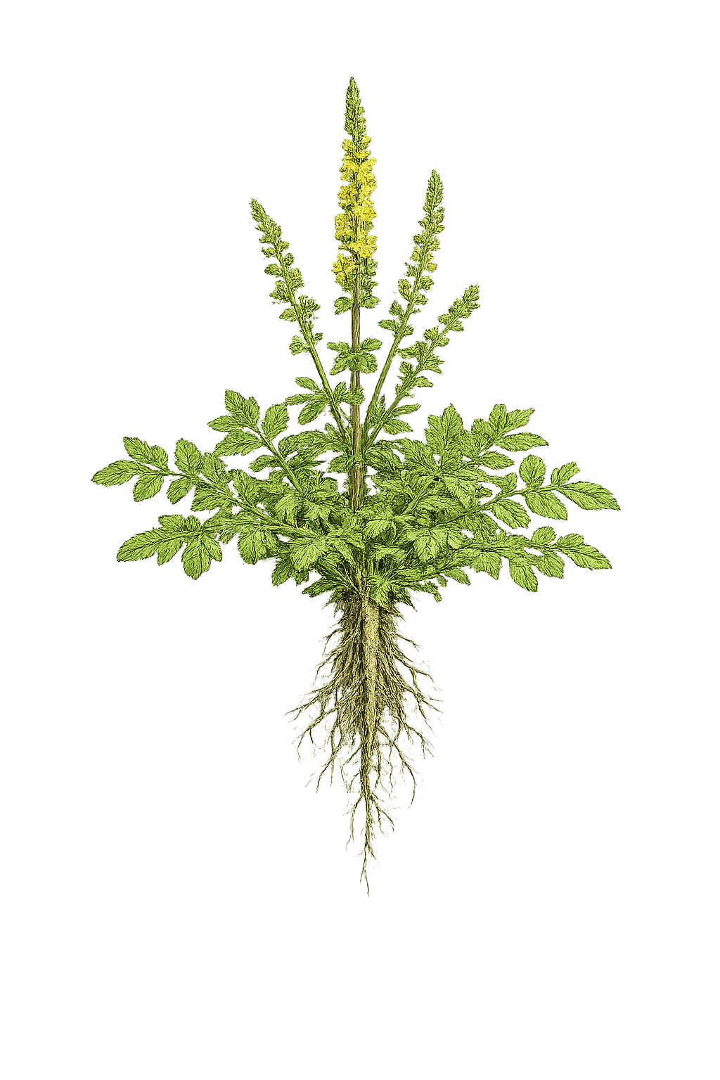 Петровец – Agrimonia eupatoria L.